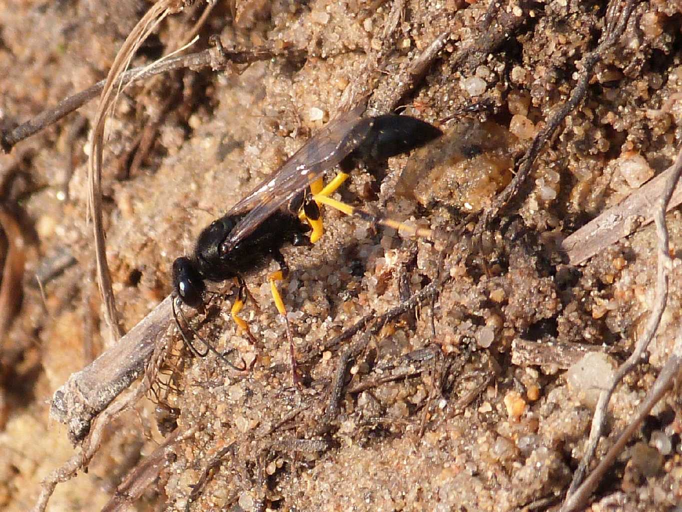 Sceliphron spirifex e Sceliphron caementarium insieme